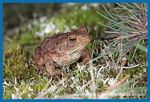 Erdkrte Bufo bufo einjhriges Jungtier.