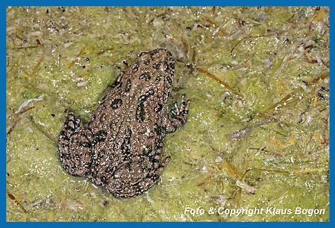 Rotbauchunke  Bombina bombina auf Fadenalgen am Gewsserrand eines flachen Tmpel,