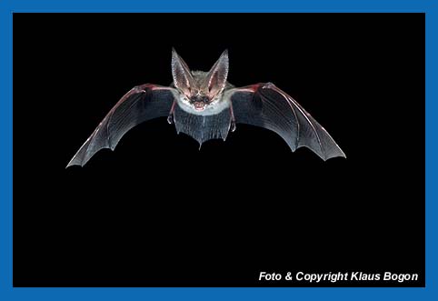 Graues Langohr (Plecotus austriacus)