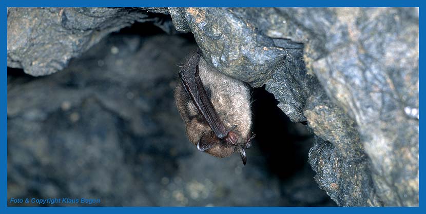 Frei am Fels hngende Gr. Bartfledermaus im Winterschlaf.