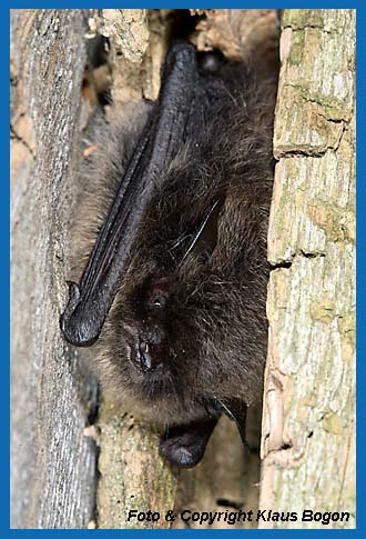 Kl. Bartfledermaus ruht in einem Spaltenquartier an einer Jagdkanzel
