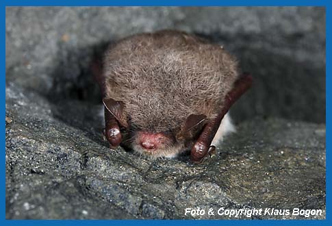 Portrt einer schlafenden Wasserfledermaus.