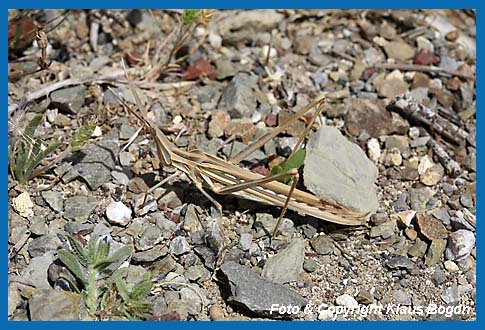 Gewhnliche Nasenschrecke  Acrida ungarica