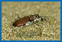 Sandlaufkfer (Lophyridia concolor concolor) Kreta