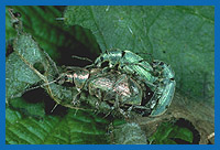 Kopulation von Nesselrsslern (Phyllobius urticae)