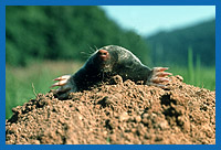 Maulwurf (Talpa europaeus)