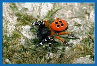 Mnnchen der Rhrenspinne (Eresus cinnaberinus)