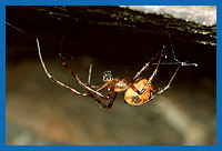 Hhlenradnetzspinne (Meta menardi)