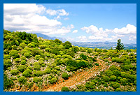 Macchia mit Wolfsmilchbschen, Kreta