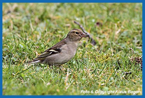Buchfink  Fringilla coelebs, Weibchen.