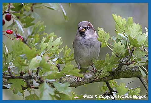 Haussperling  Passer domesticus, Mnnchen.