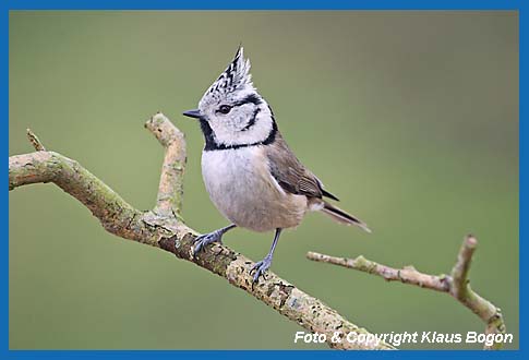 Haubenmeise Parus cristatus