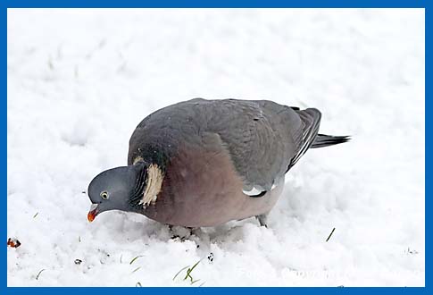 Ringeltaube Columba palumbus bei der Nahrungssuche im Schnee.