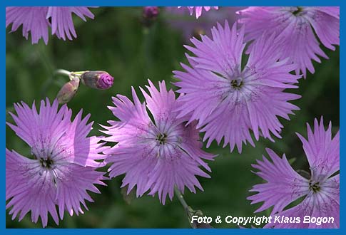 Blten der Pfingstnelke (Dianthus gratianopolitanus)