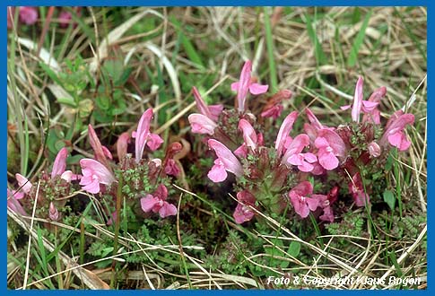 Wald-Lusekraut (Pedicularis sylvatica)