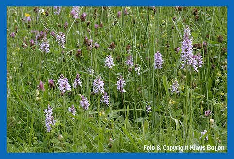 Geflecktes Knabenkraut (Dactylorhiza maculata). Gruppe in einer Mhwiese.