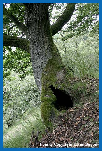 Der hohle Stamm dieser Eiche am Steilhang wird vom Waschbr genutzt.