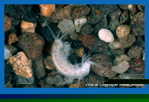 Hhlenflohkrbs (Niphargus fontanus)