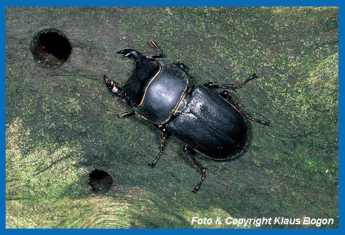 Balkenschrter Mnnchen (Dorcus parallelipipedus)