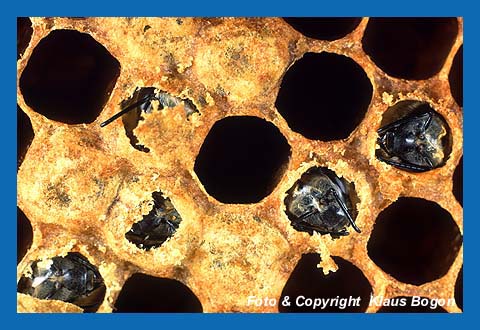 Aus den Wabenzellen schlpfende Jungbienen