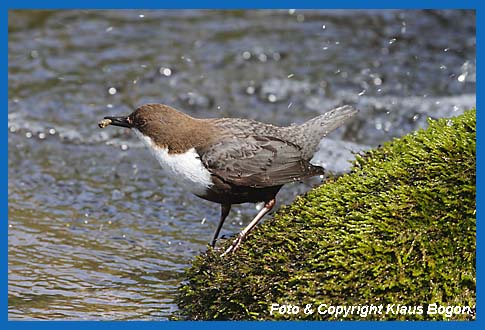 Wasseramsel mit Kscherfliegengehuse im Schnabel.