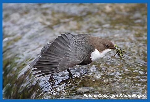 Wasseramsel dehnt ihren Flgel nach einer Ruhepause