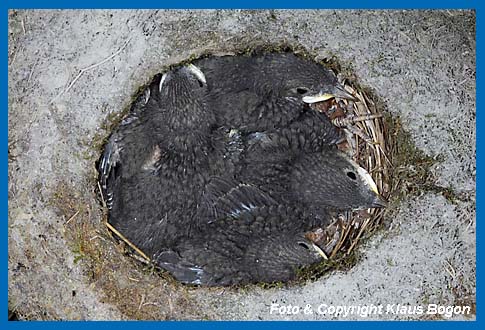 Ca. 12 Tage alte Jungvgel der Wasseramsel.