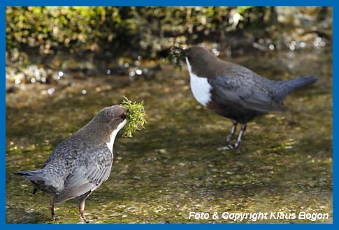 Wasseramselpaar mit Nistmaterial im Schnabel in der Nhe des Nestes.