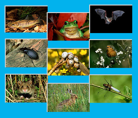 Naturfotoarchiv